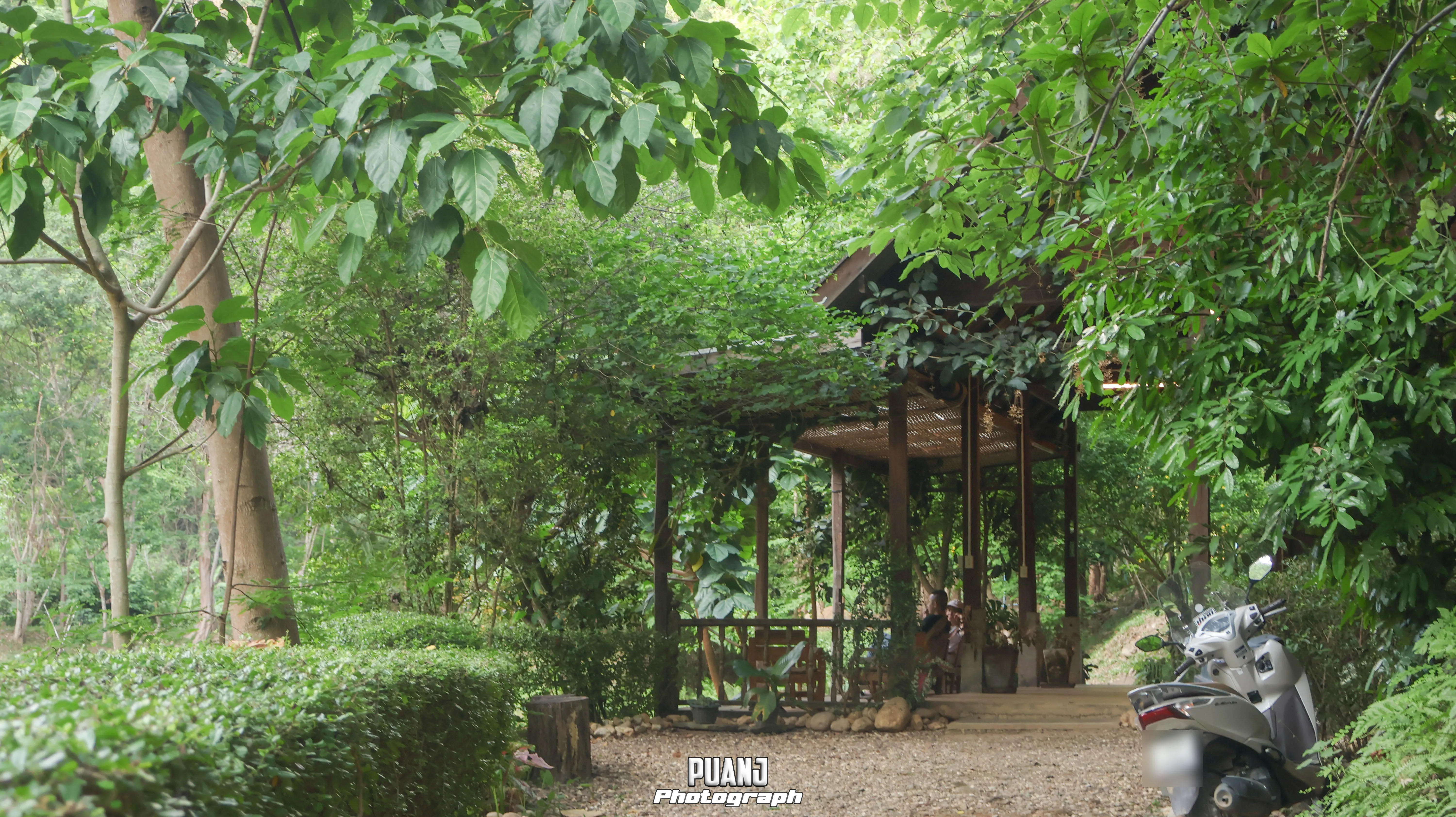 สวนผักกูดฮิมม่อน Good Farm ภาพที่ 4